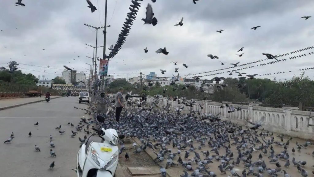 Telangana HC Seeks Report on Steps to Regulate Pigeon Feeding in Hyderabad