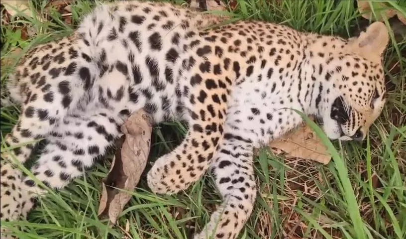 Leopard Cub Found Dead on Srisailam Road in Amrabad Tiger Reserve